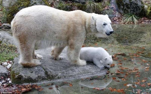 灰北极熊出逃被射杀是怎么回事?关注环保爱护动物,从北极熊硅胶冰格开始!